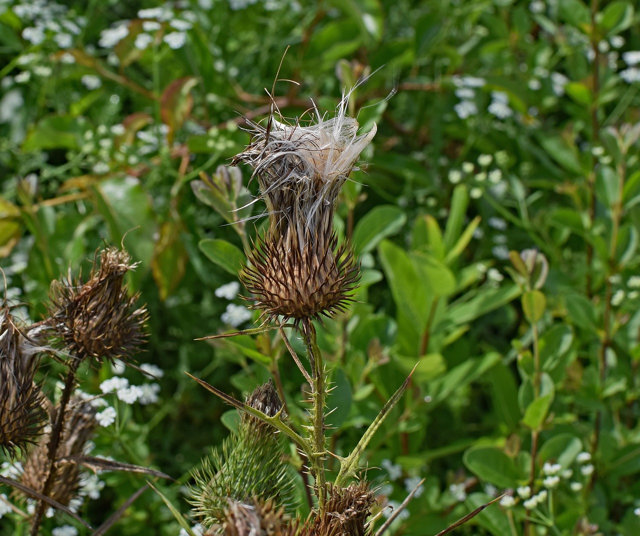 common thistle down seeds wildflower free photo