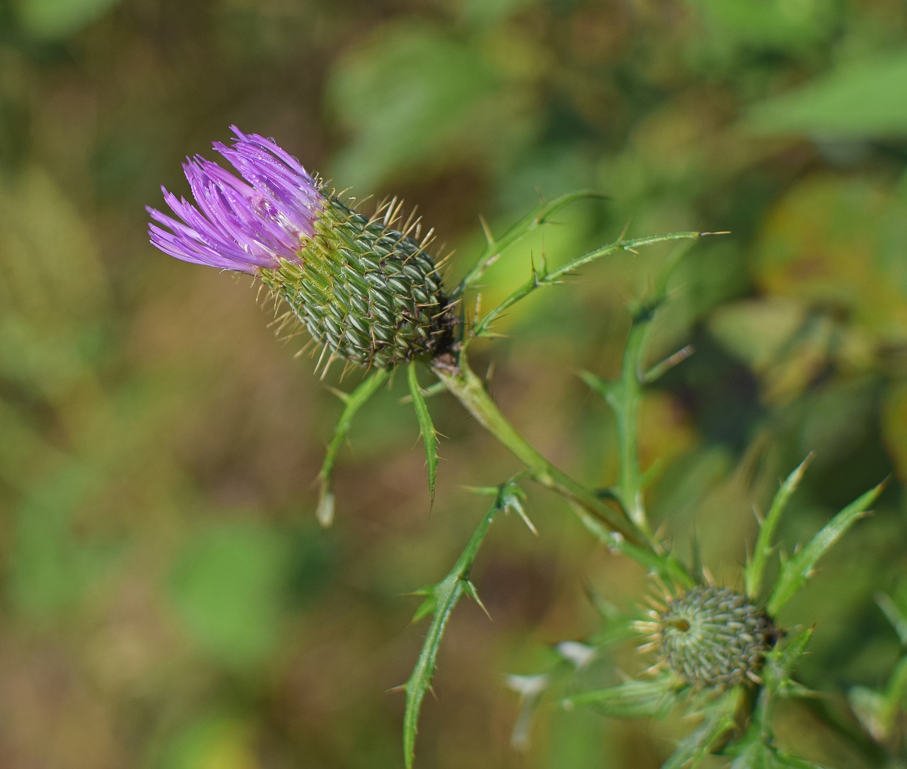 common thistle opening wildflower flower free photo