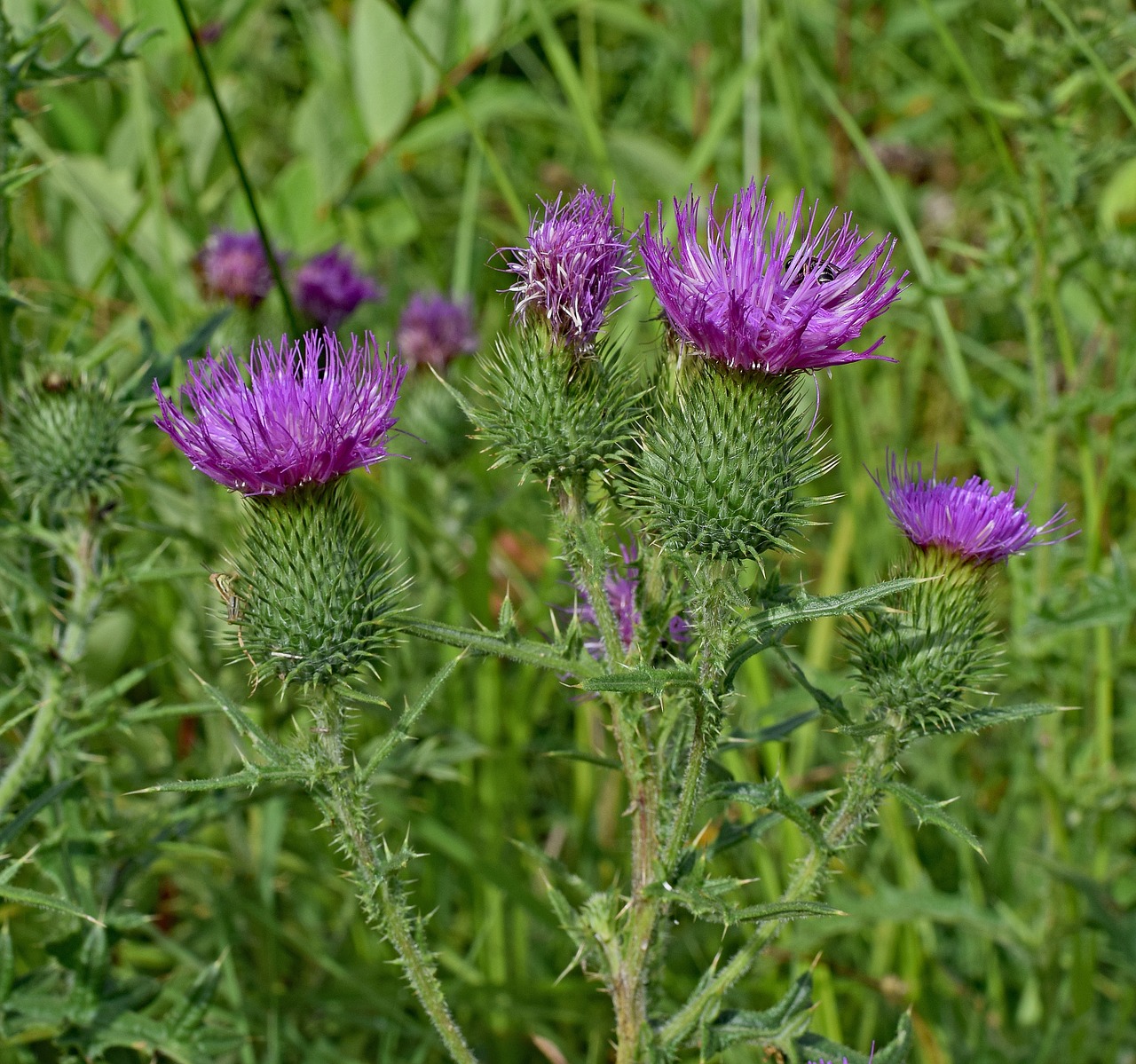 common thistles wildflower flower free photo