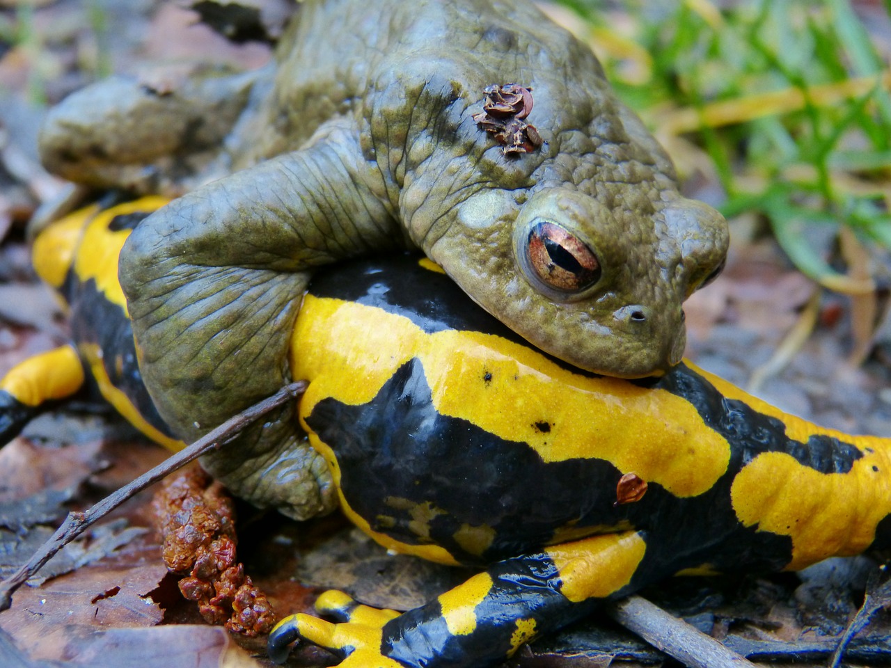 common toad fire salamander mating season free photo