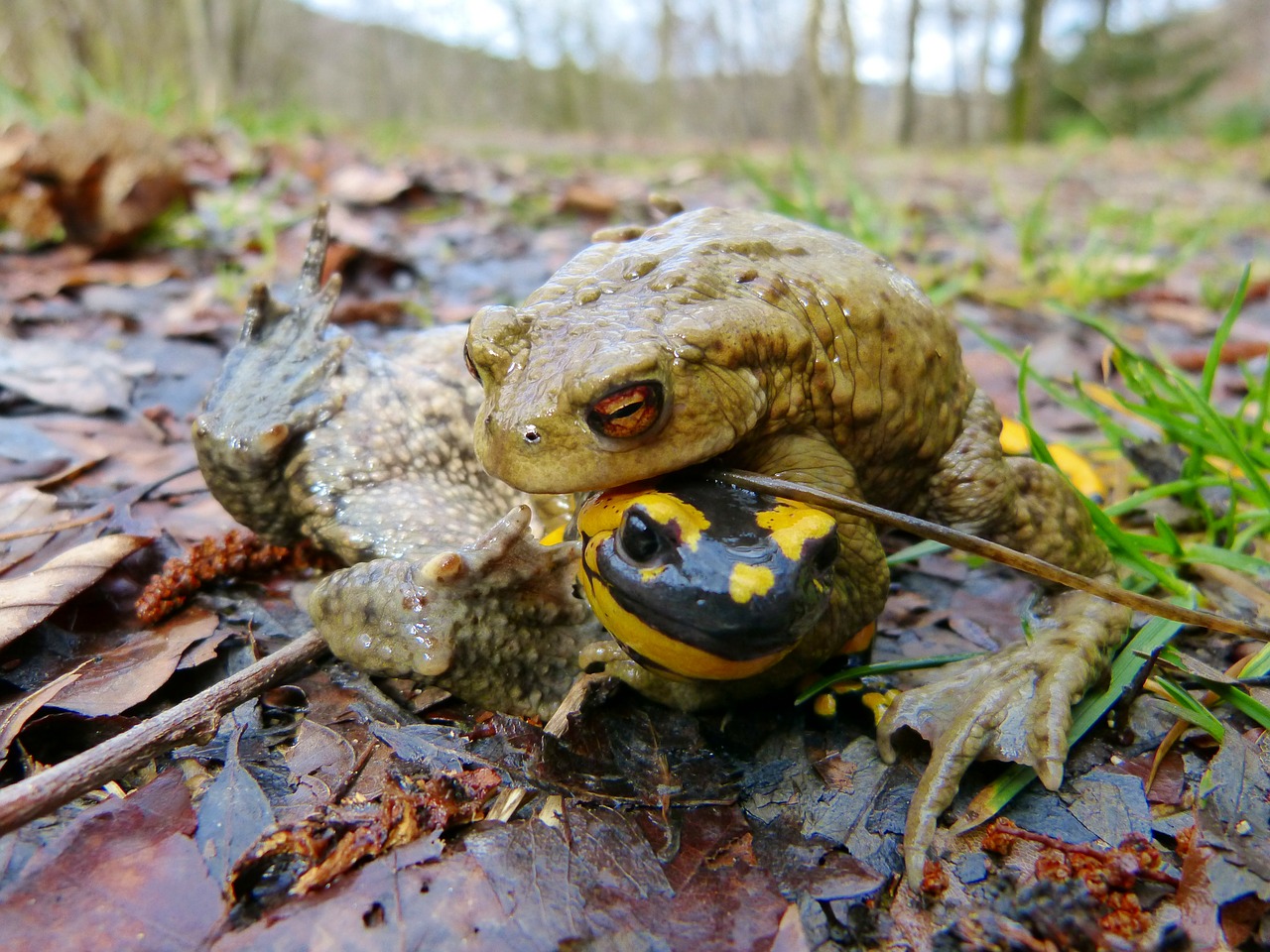 common toad fire salamander mating season free photo