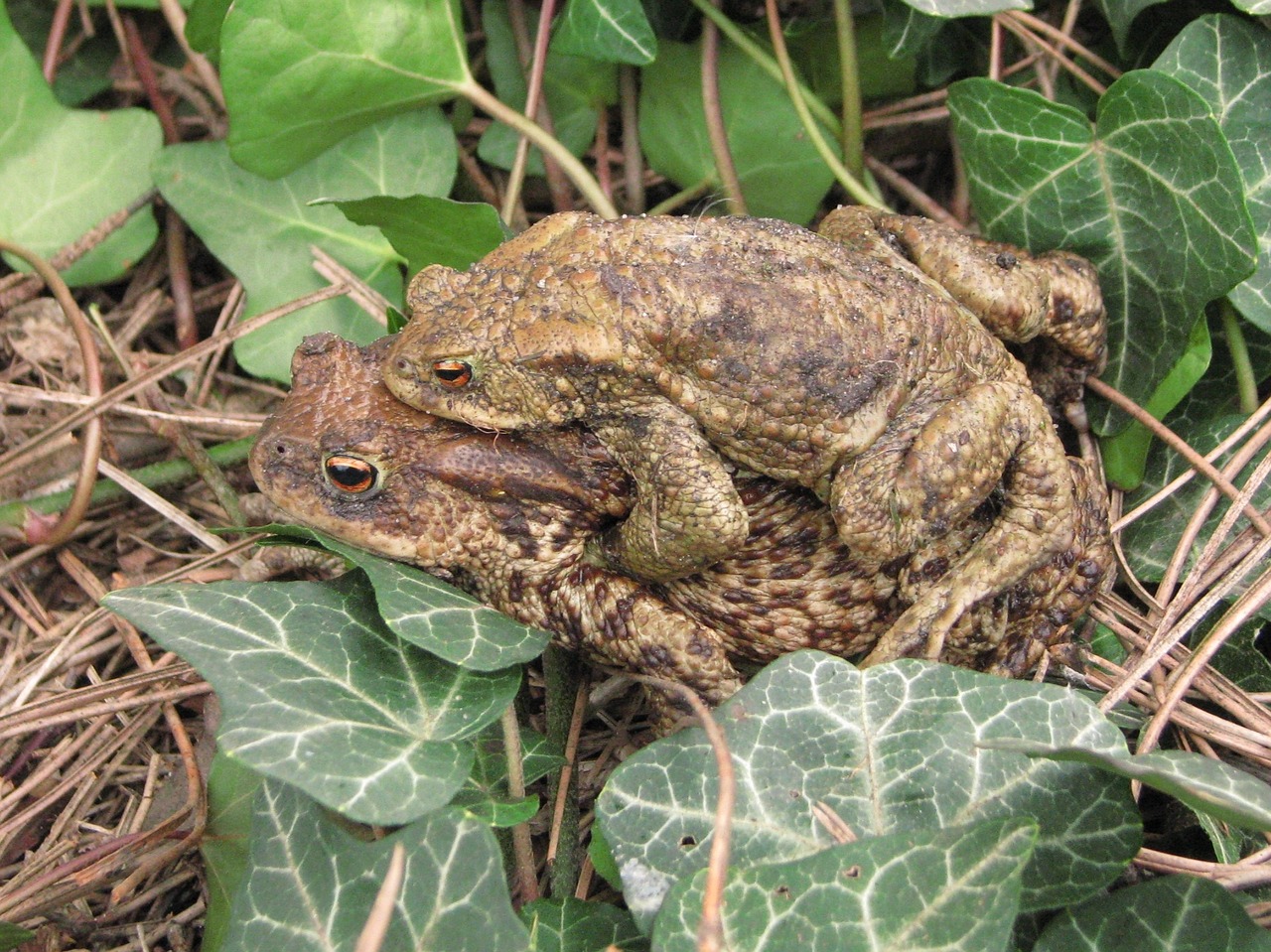 common toad european toad breeding free photo