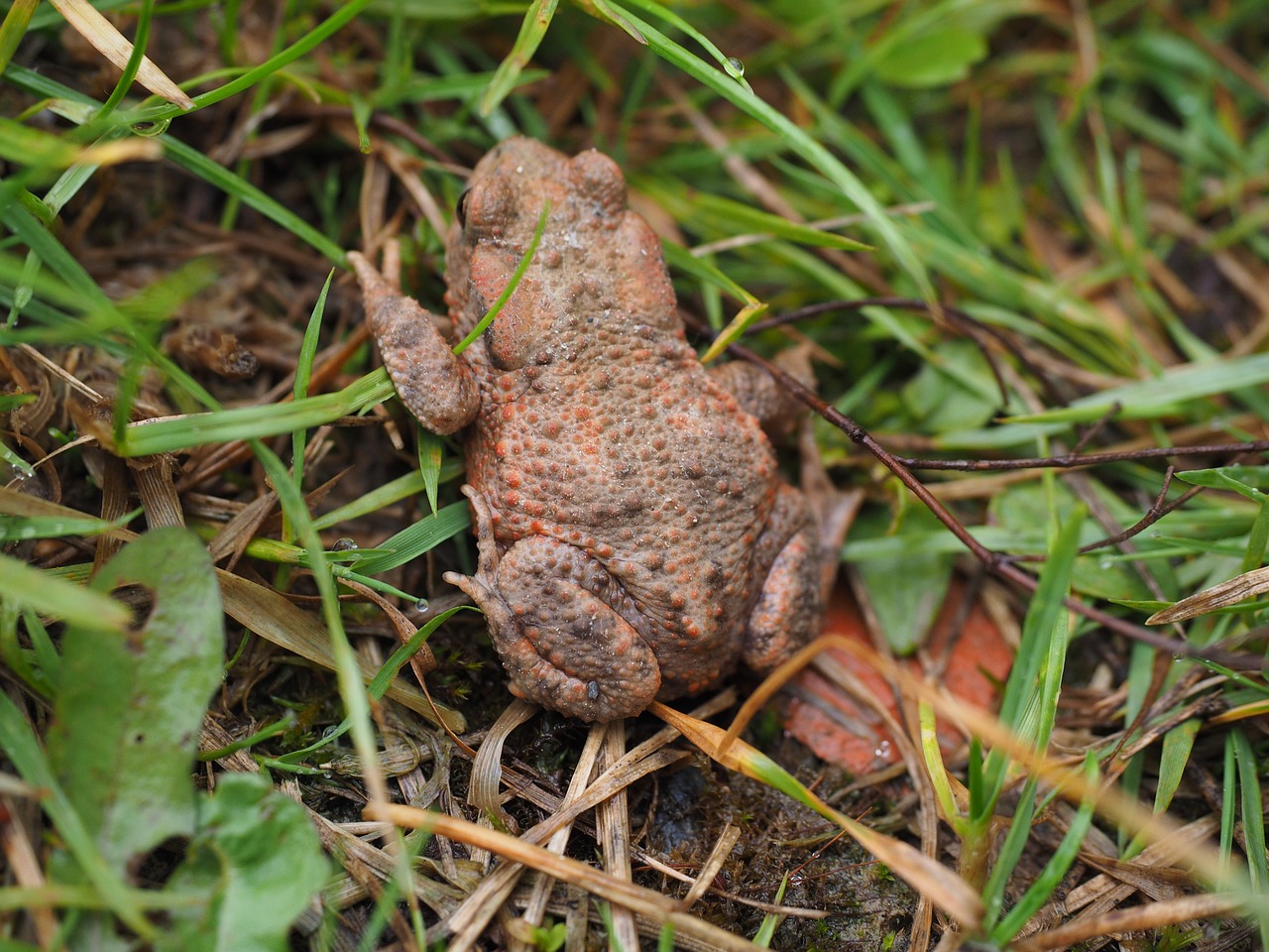 common toad toad bufo bufo free photo