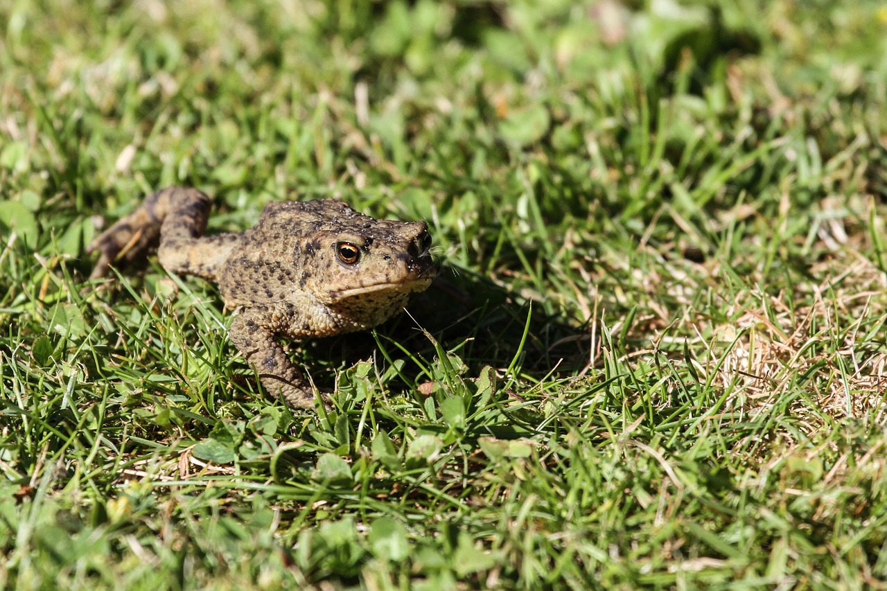 common toad toad frog free photo