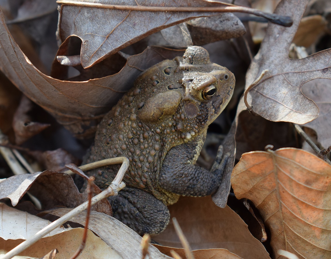 common toad toad amphibian free photo