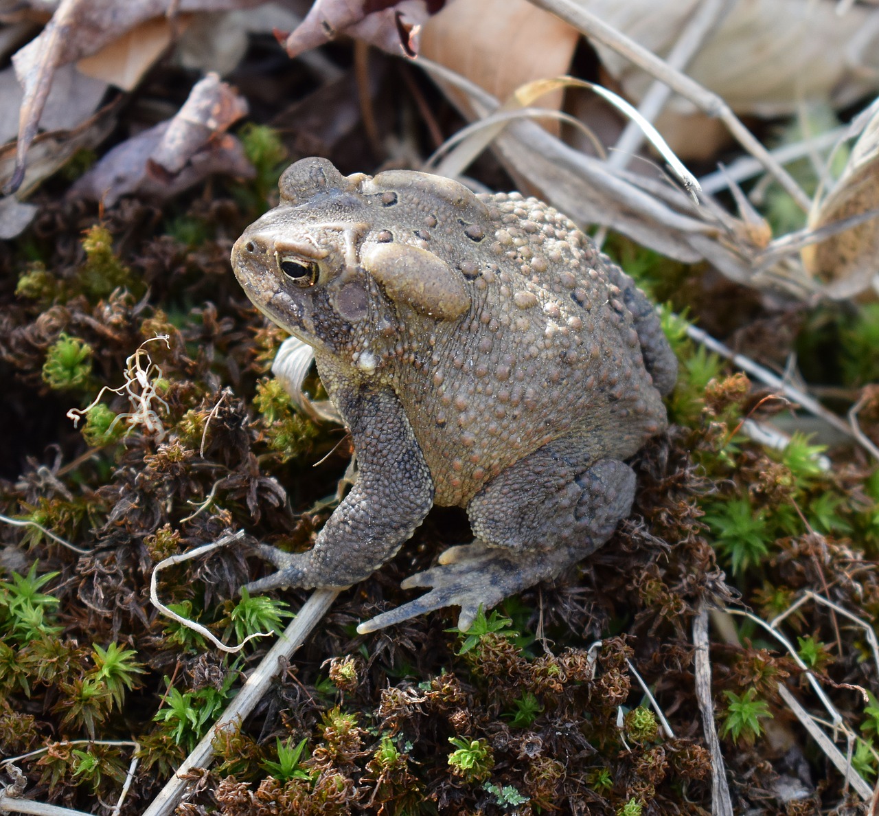common toad toad amphibian free photo