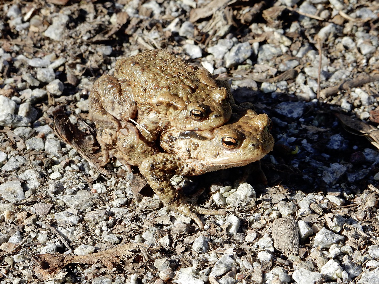 common toad hike pairing free photo
