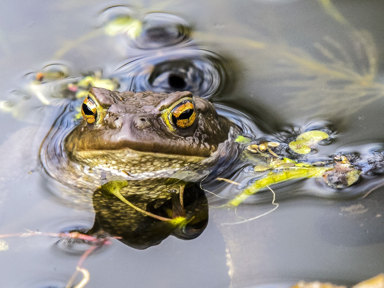 common toad toad amphibians free photo