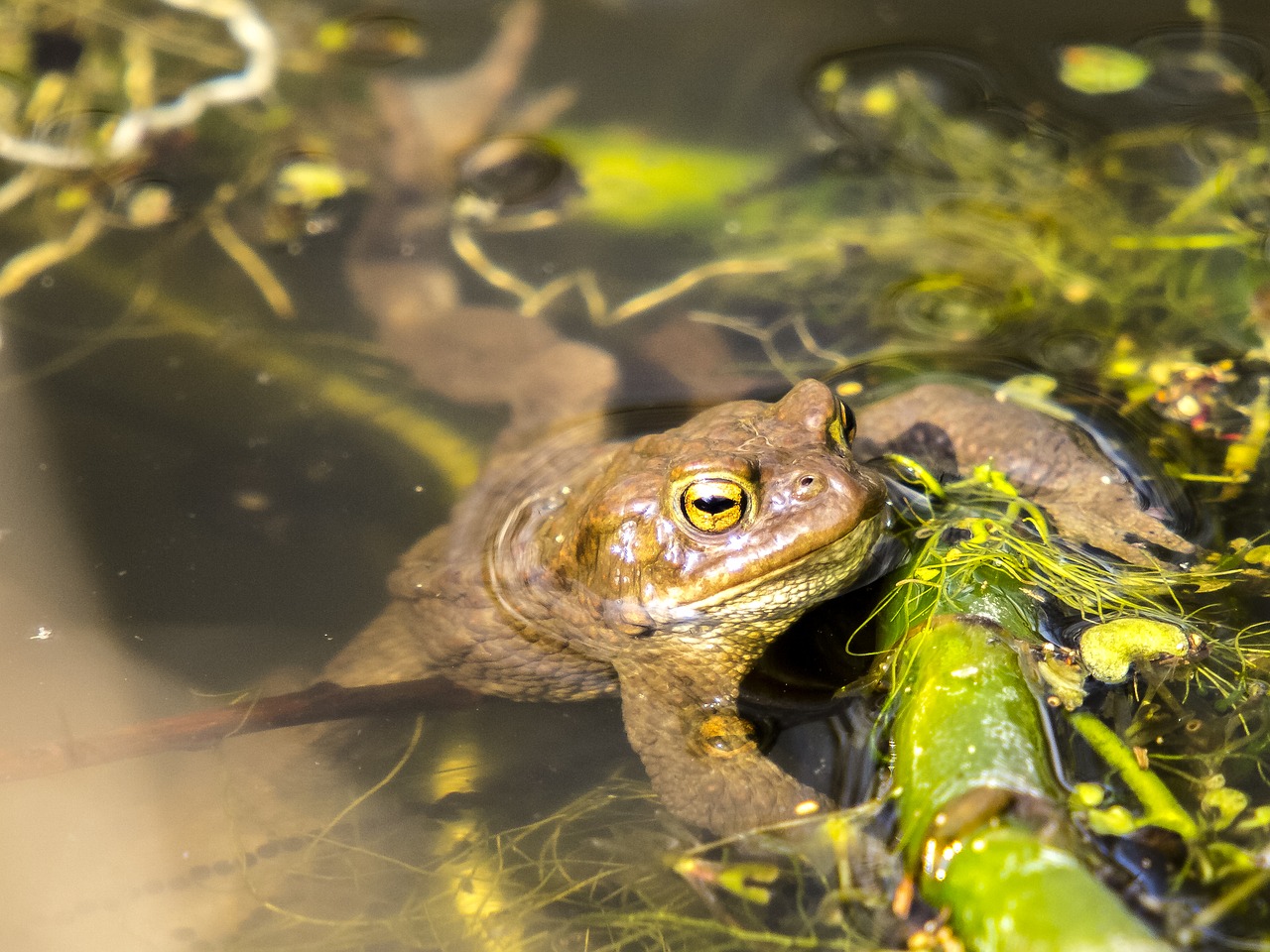 common toad toad amphibians free photo