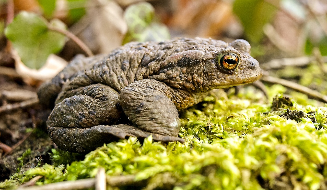 common toad toad amphibians free photo