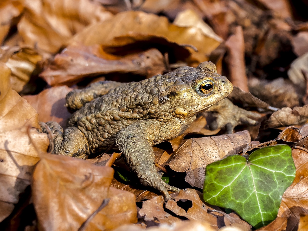 common toad toad amphibians free photo