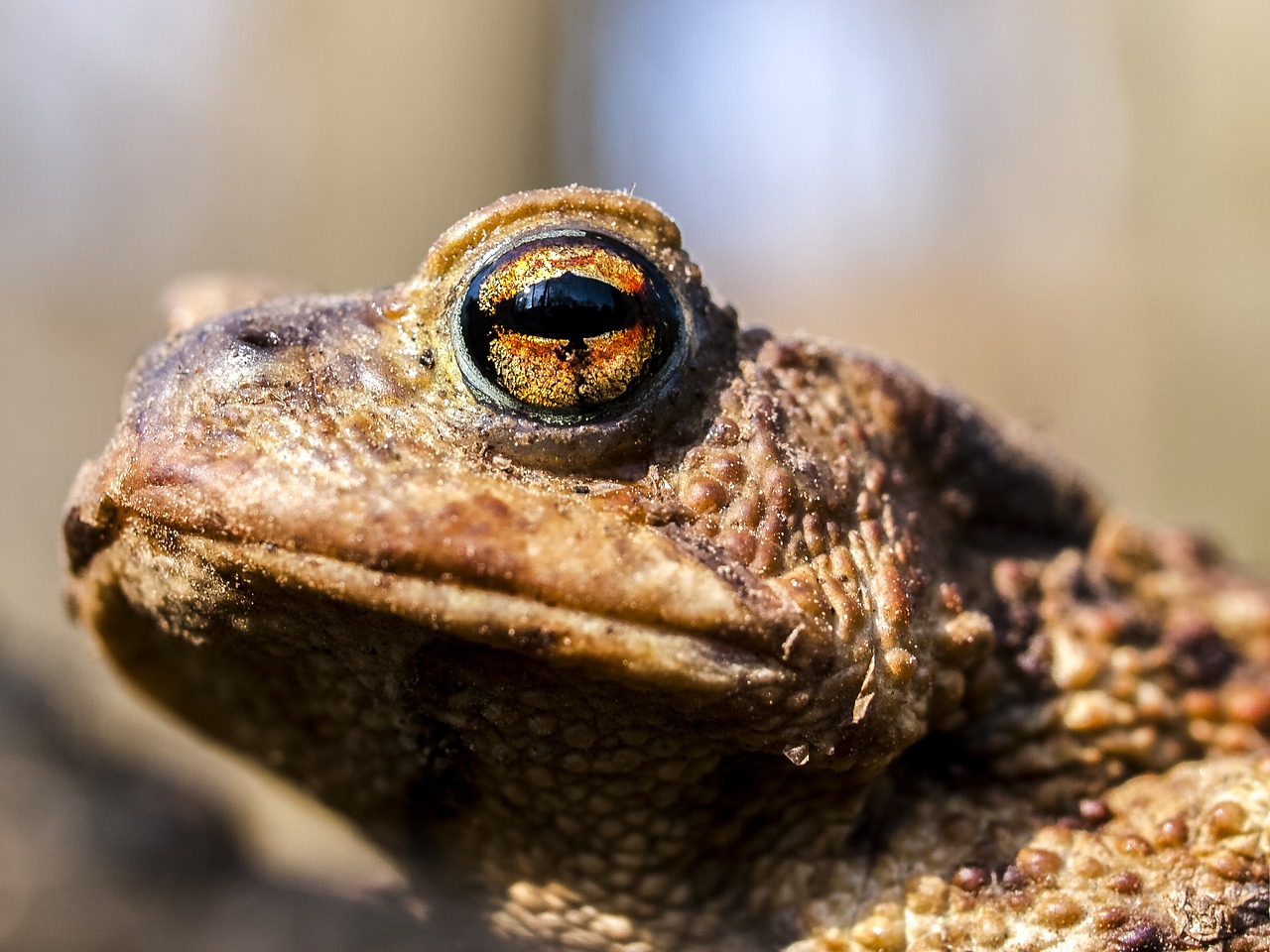 common toad toad amphibians free photo