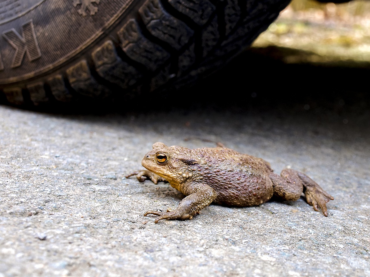 common toad toad amphibians free photo