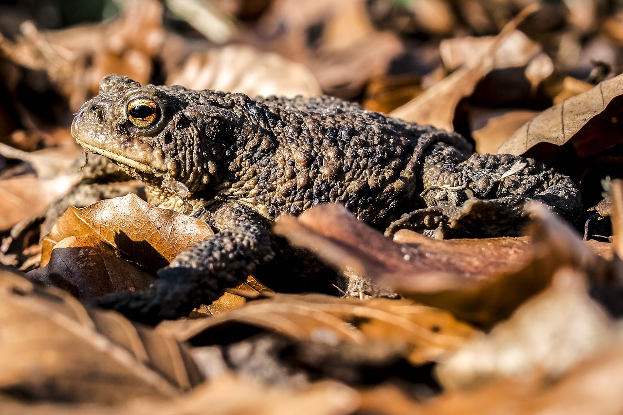 common toad toad amphibians free photo