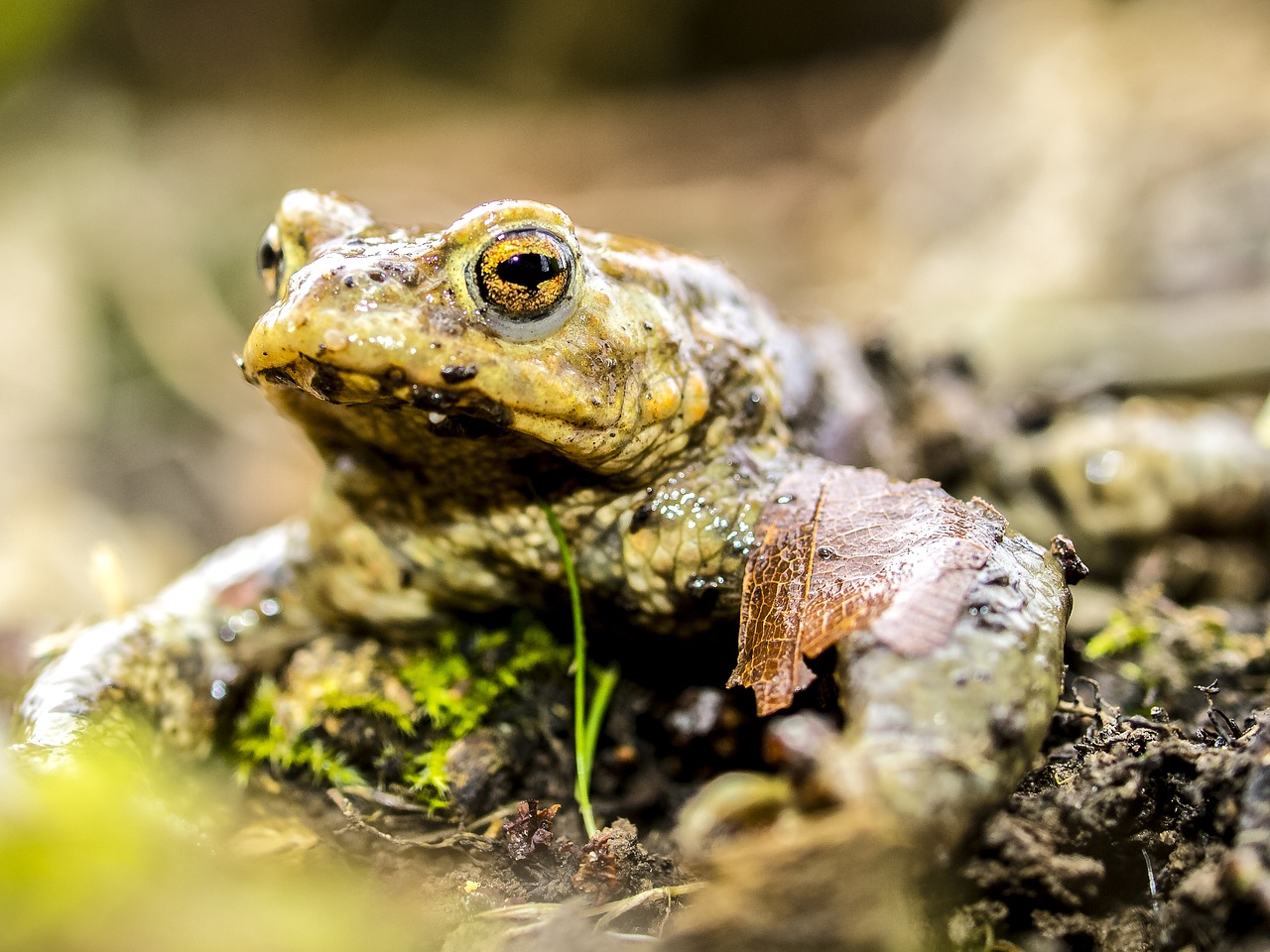 common toad toad amphibians free photo