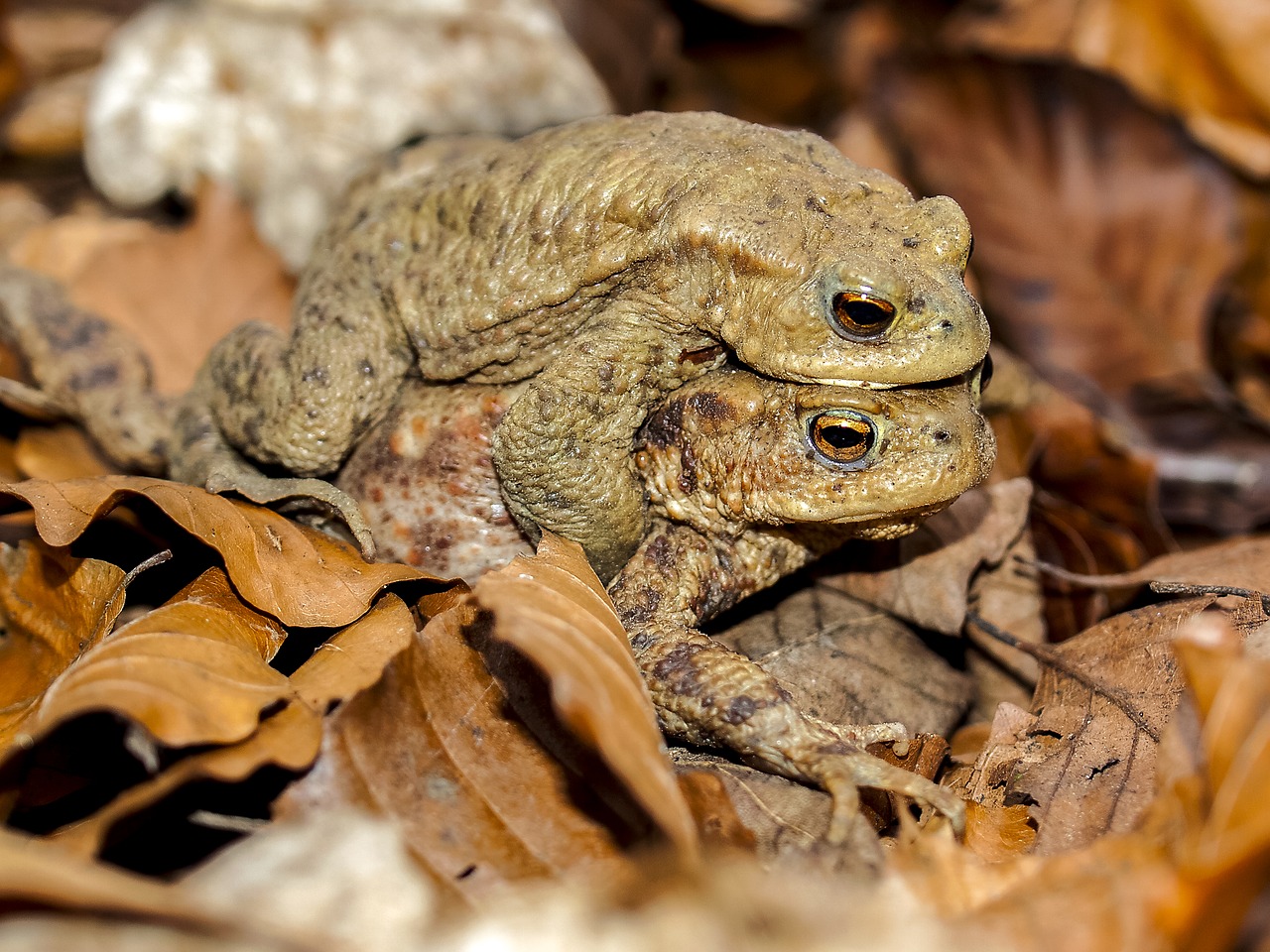 common toad toad amphibians free photo