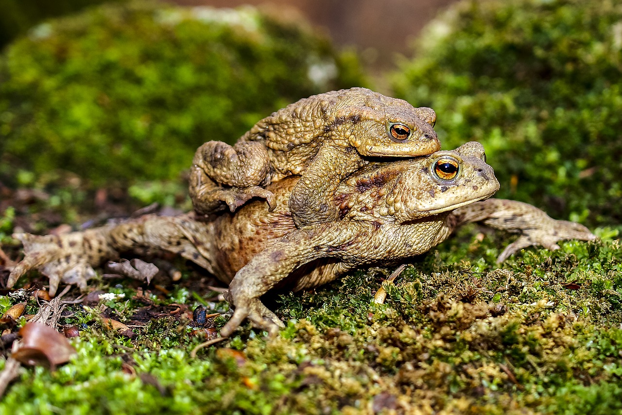 common toad toad amphibians free photo