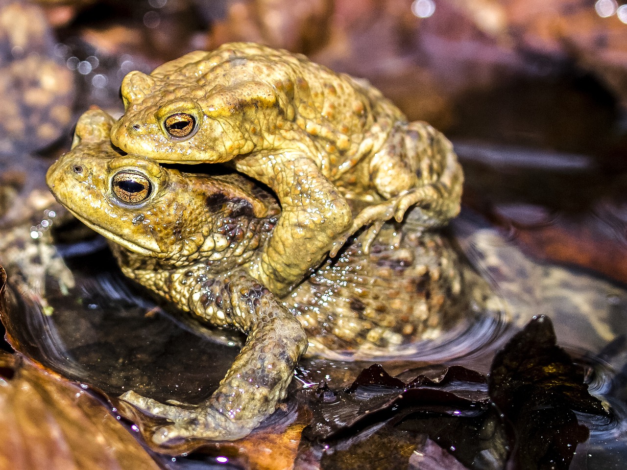 common toad toad amphibians free photo