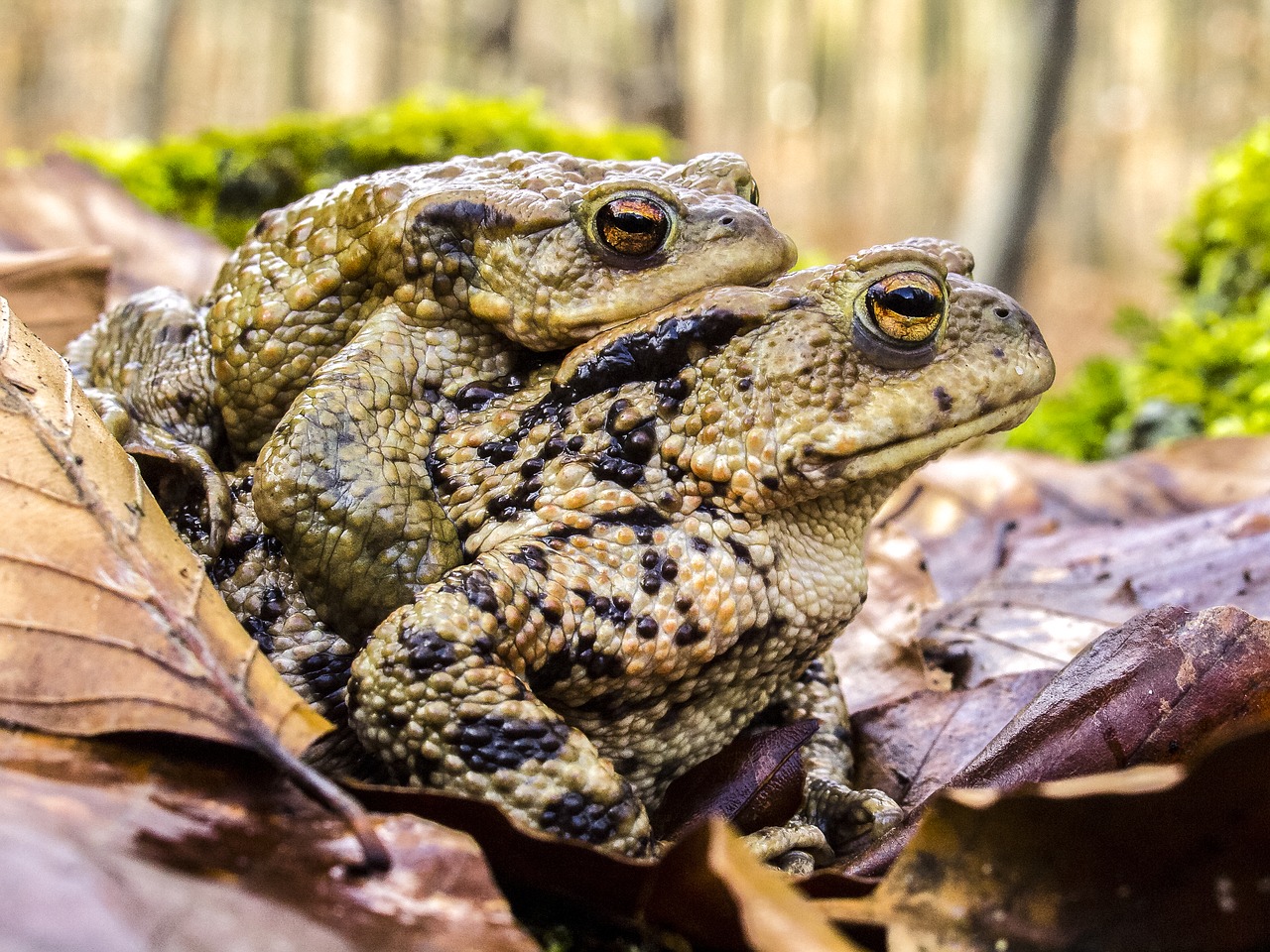 common toad toad amphibians free photo