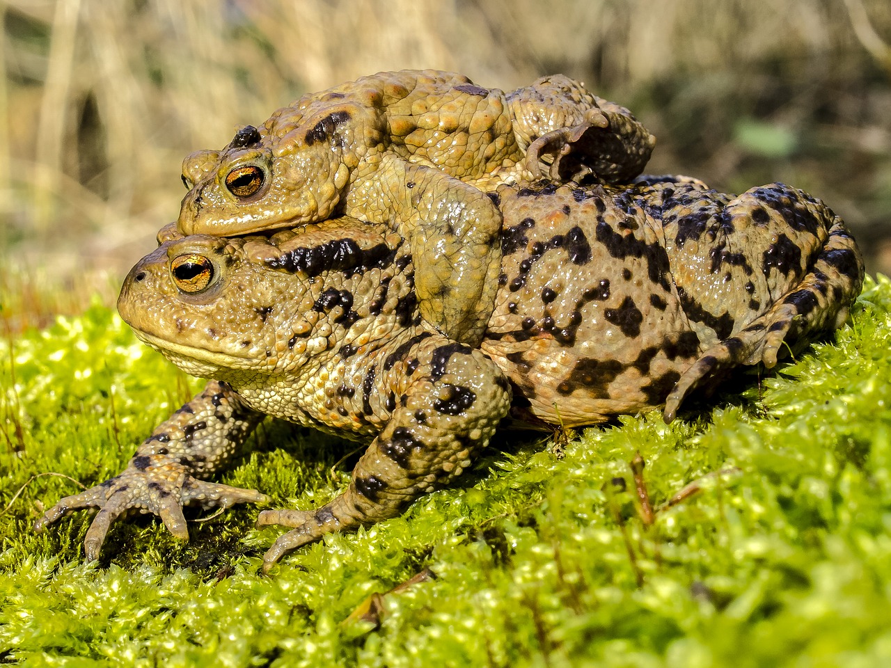 common toad toad amphibians free photo