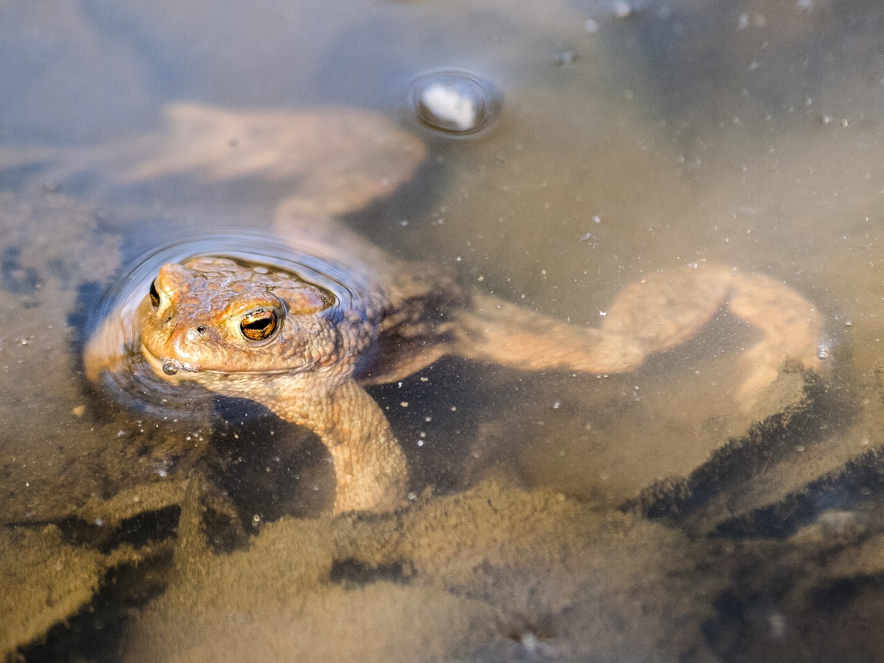 common toad toad amphibians free photo