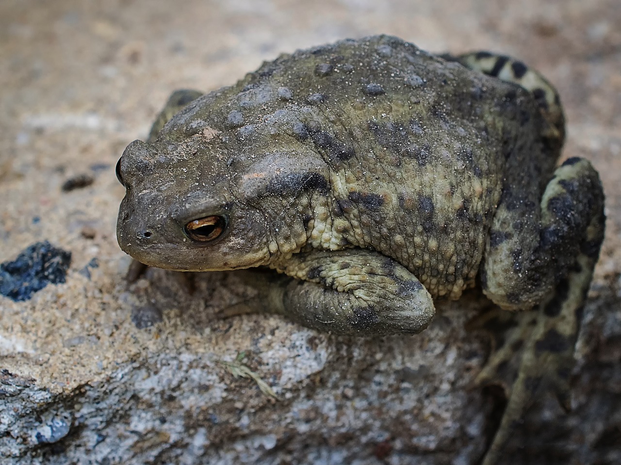 common toad nature animal world free photo