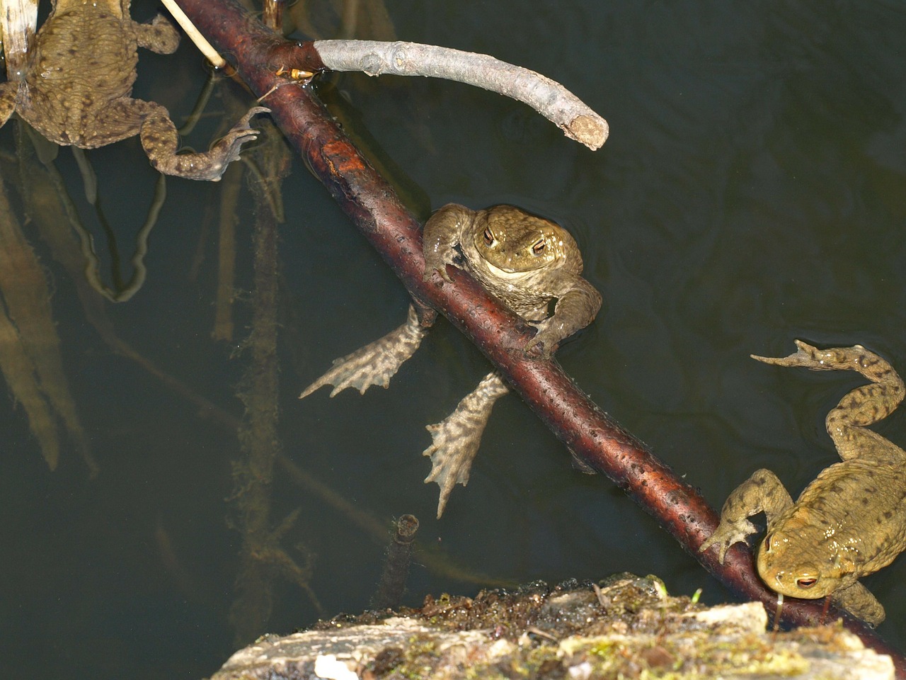 common toad bufo bufo amphibian free photo