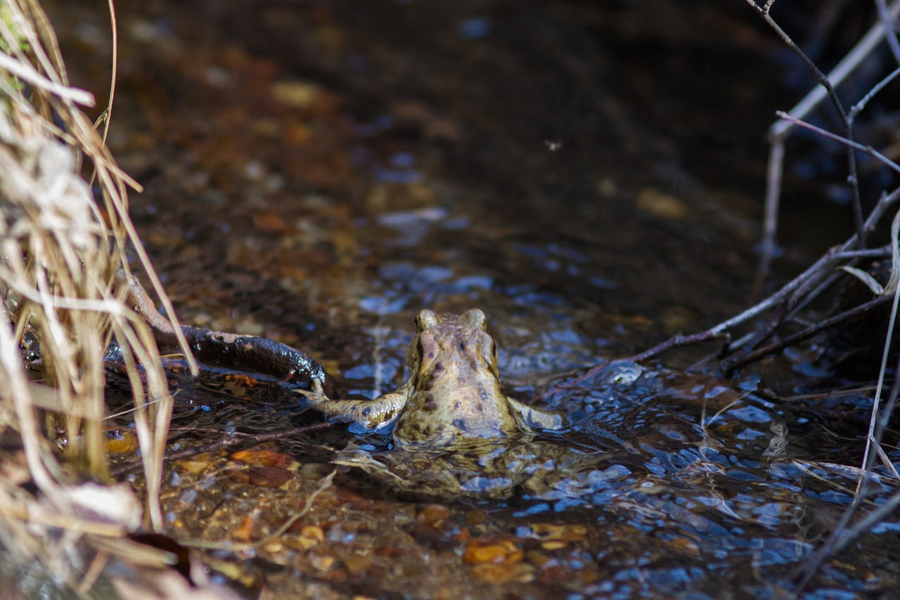 common toad amphibian animal free photo
