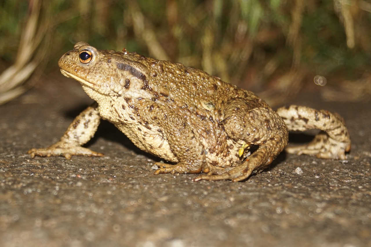 common toad toad animal world free photo