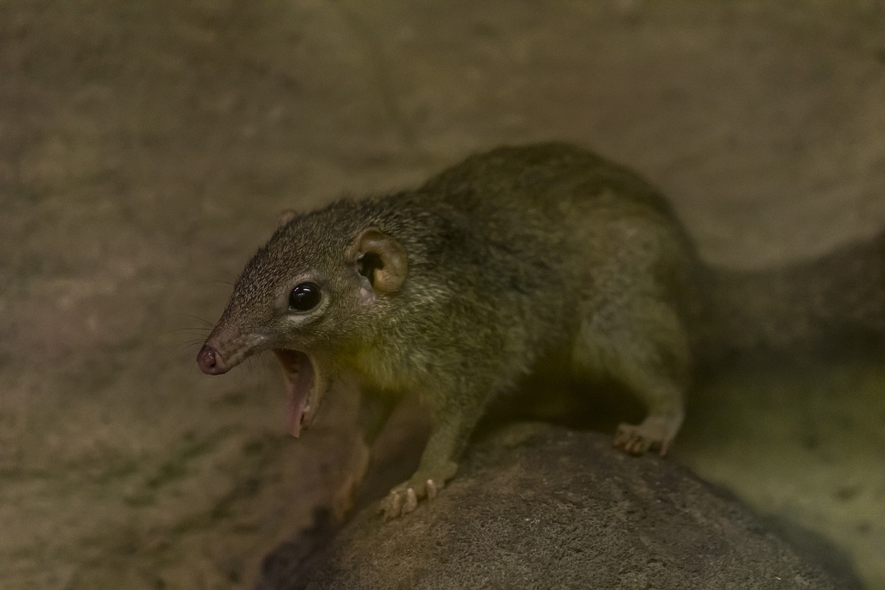 common treeshrew cute zoo free photo