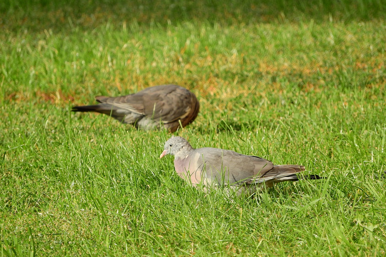 common wood pigeon columba palumbus in the grass free photo