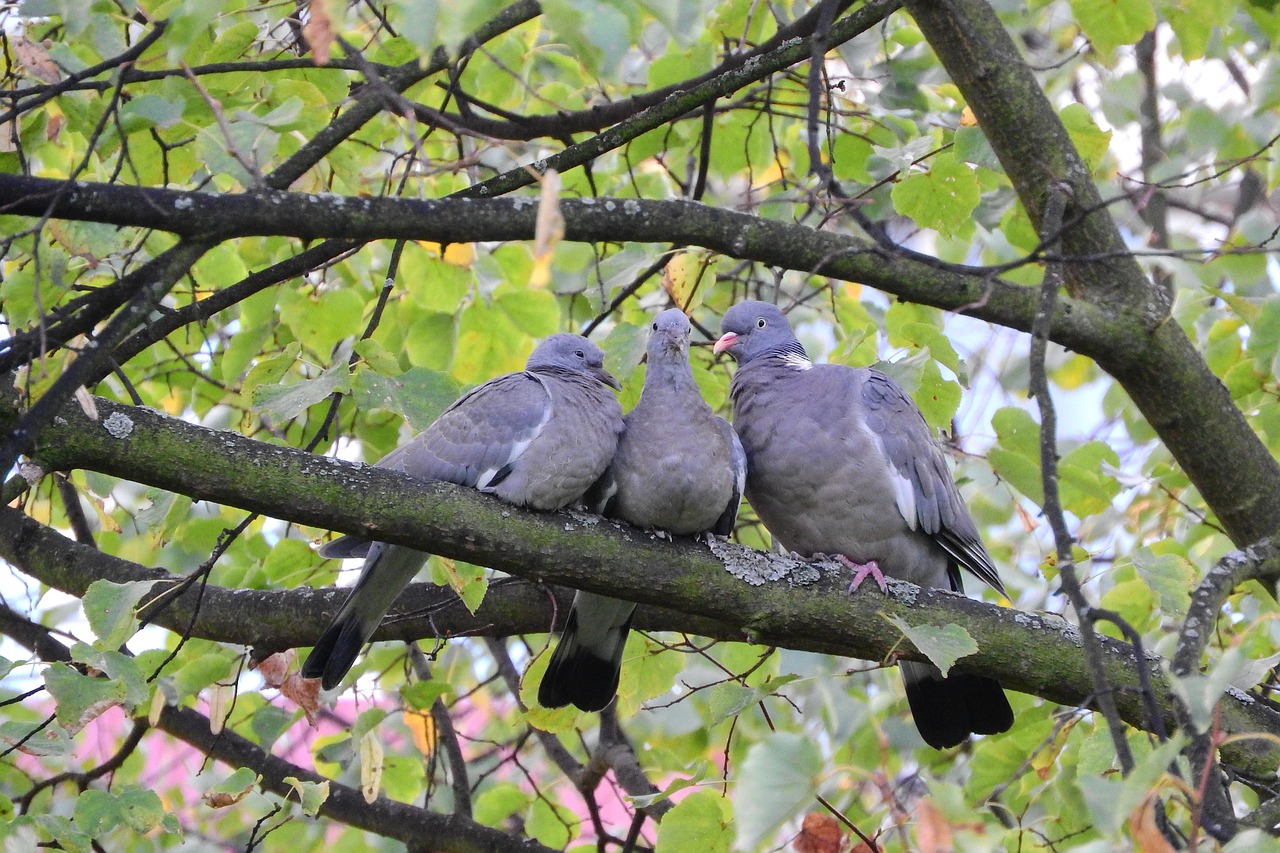 common wood pigeon pigeons birds on a branch free photo