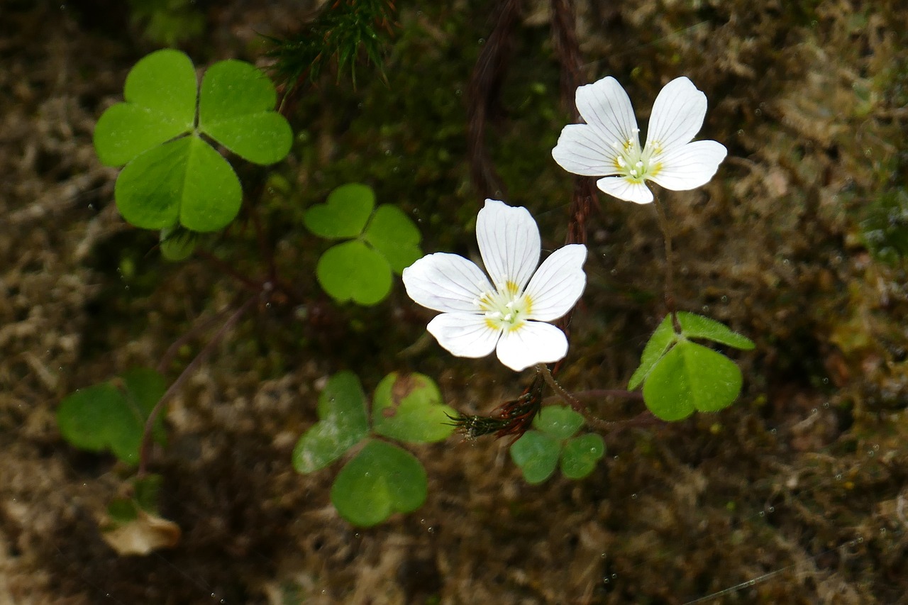 common wood sorrel wild flower blossom free photo