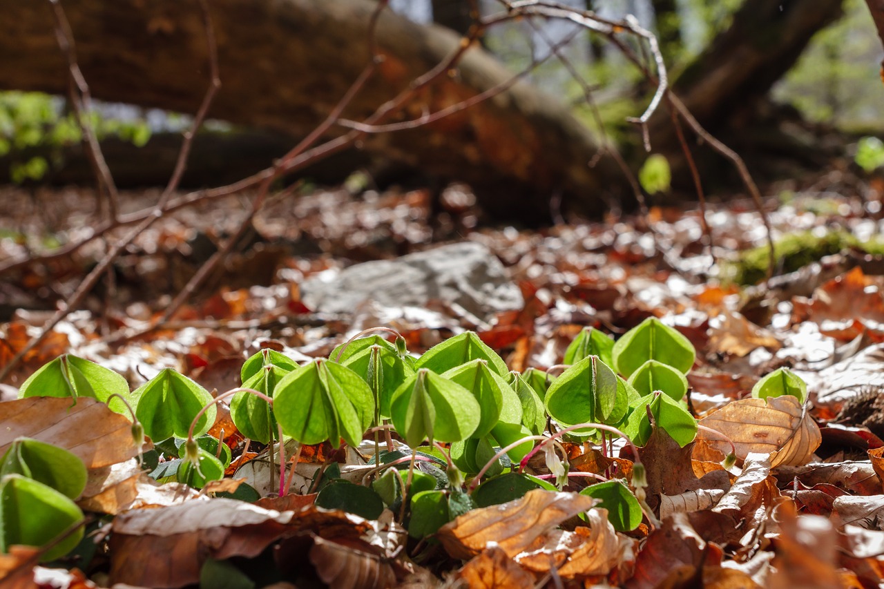 common wood sorrel  leaves  forest free photo