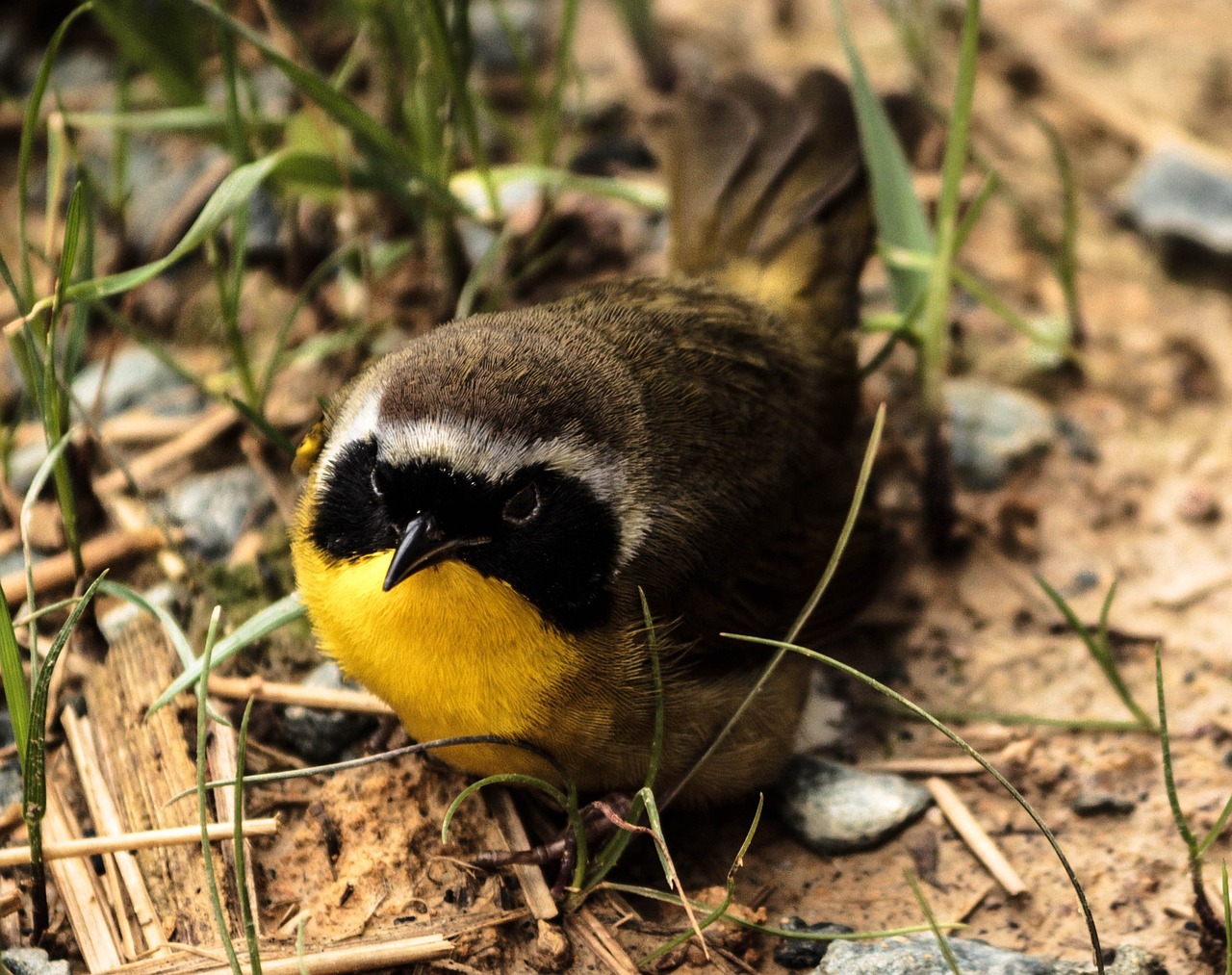 common yellowthroat male songbird warbler free photo