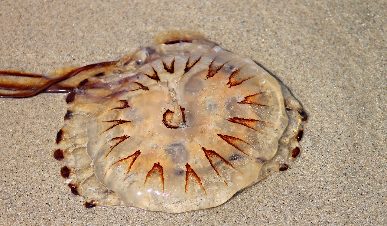 compass jellyfish jellyfish meduse free photo
