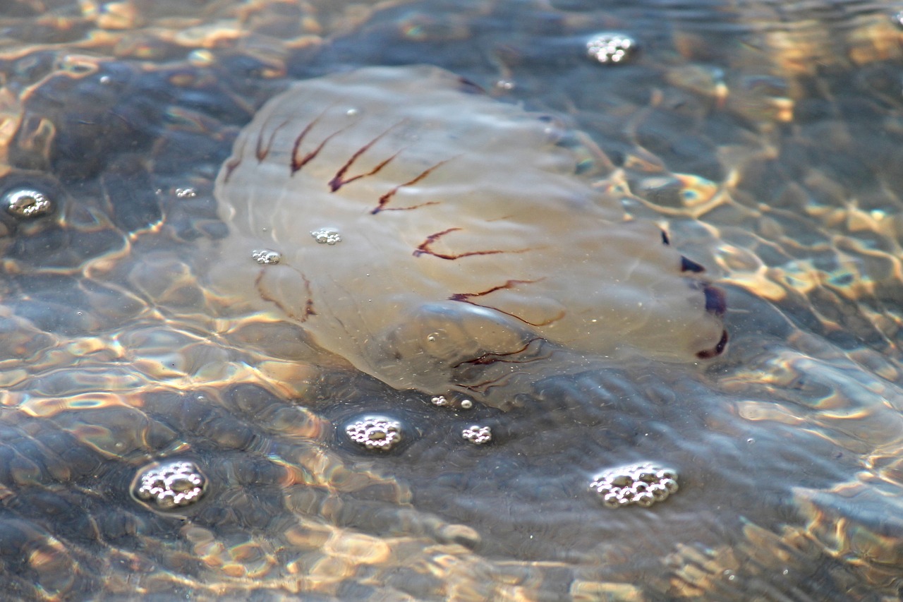 compass jellyfish jellyfish north sea free photo