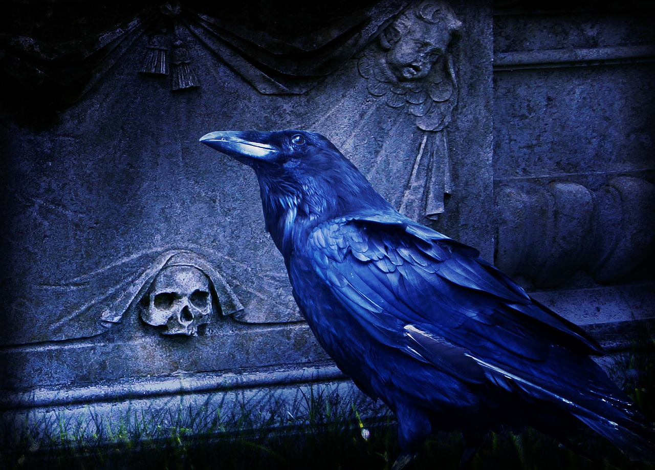 composing raven dark free photo
