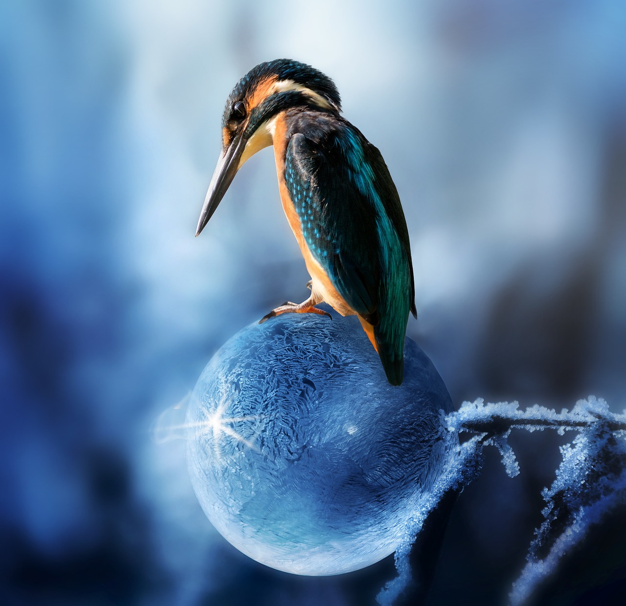 composing kingfisher bird free photo