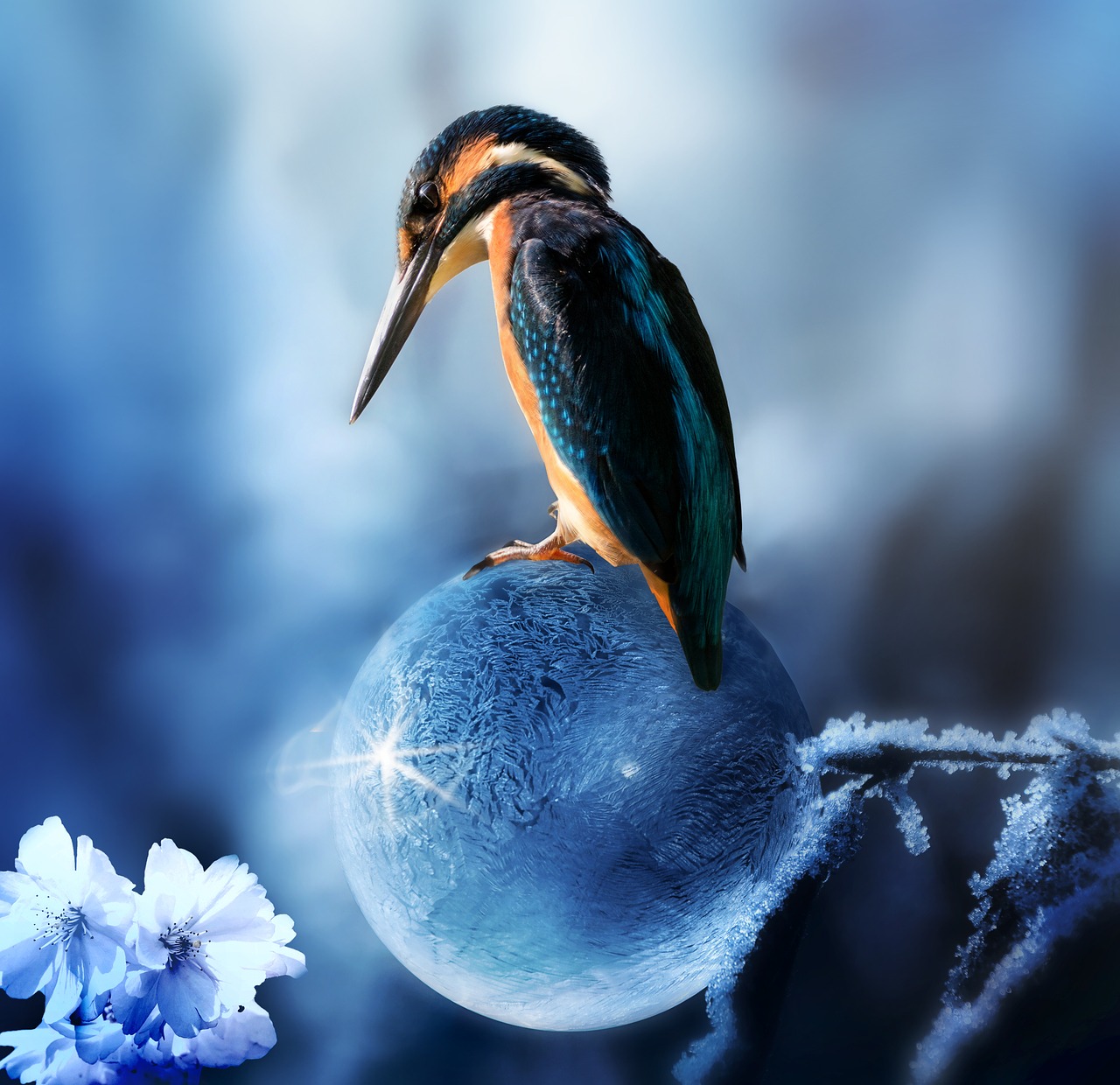 composing kingfisher bird free photo