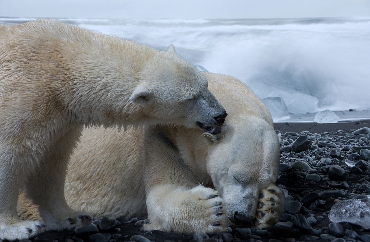 composing polar bear polar bears free photo