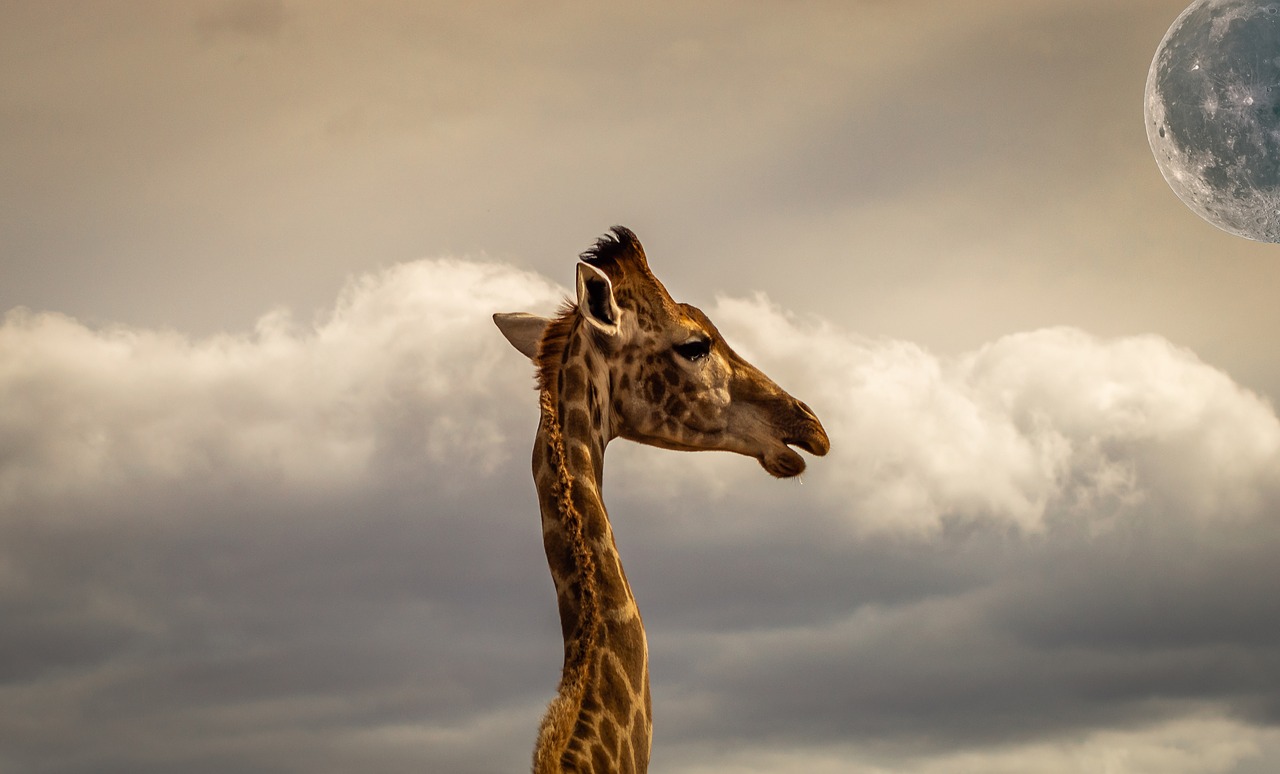 composing  giraffe  sky free photo