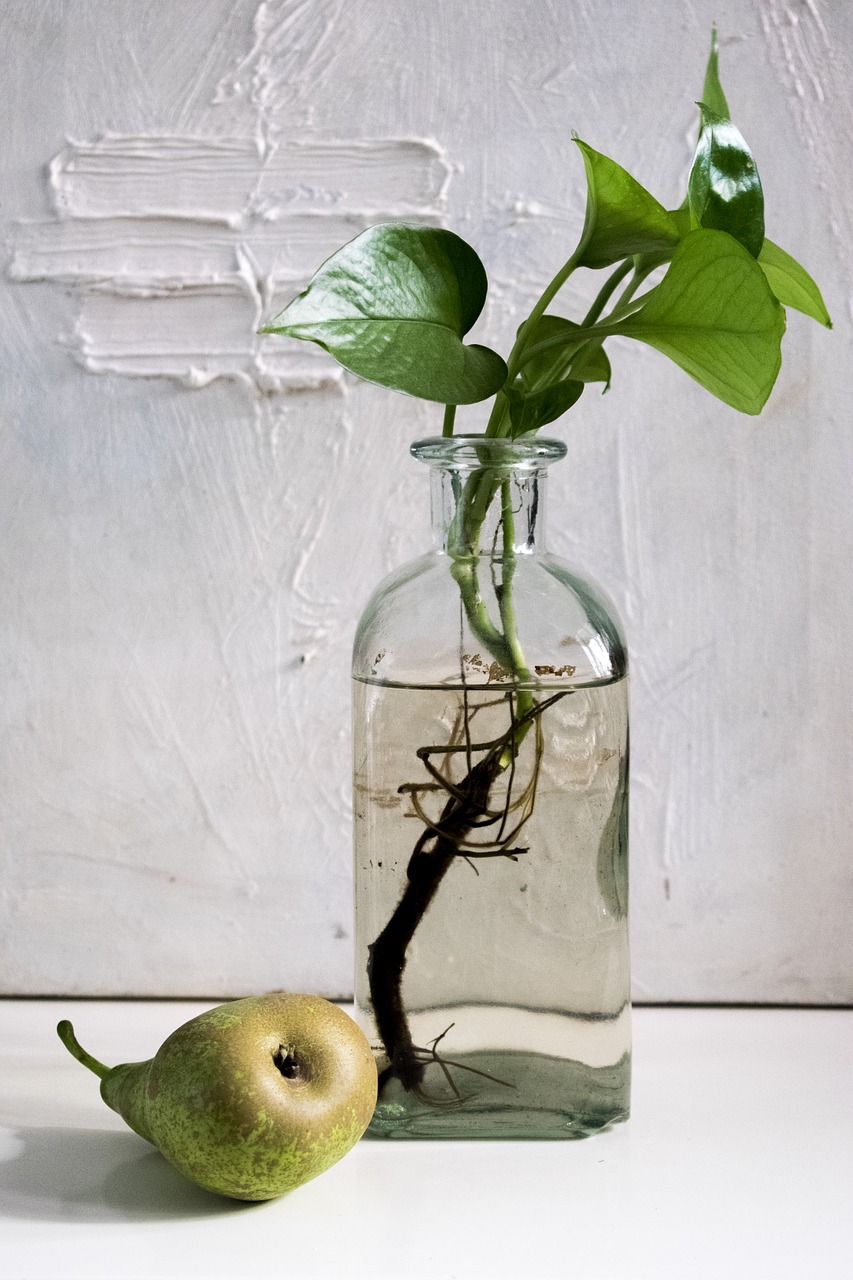 composition pear bottle free photo