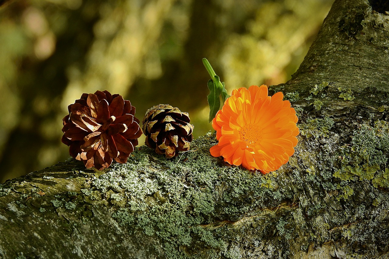 composition  cones  flower free photo