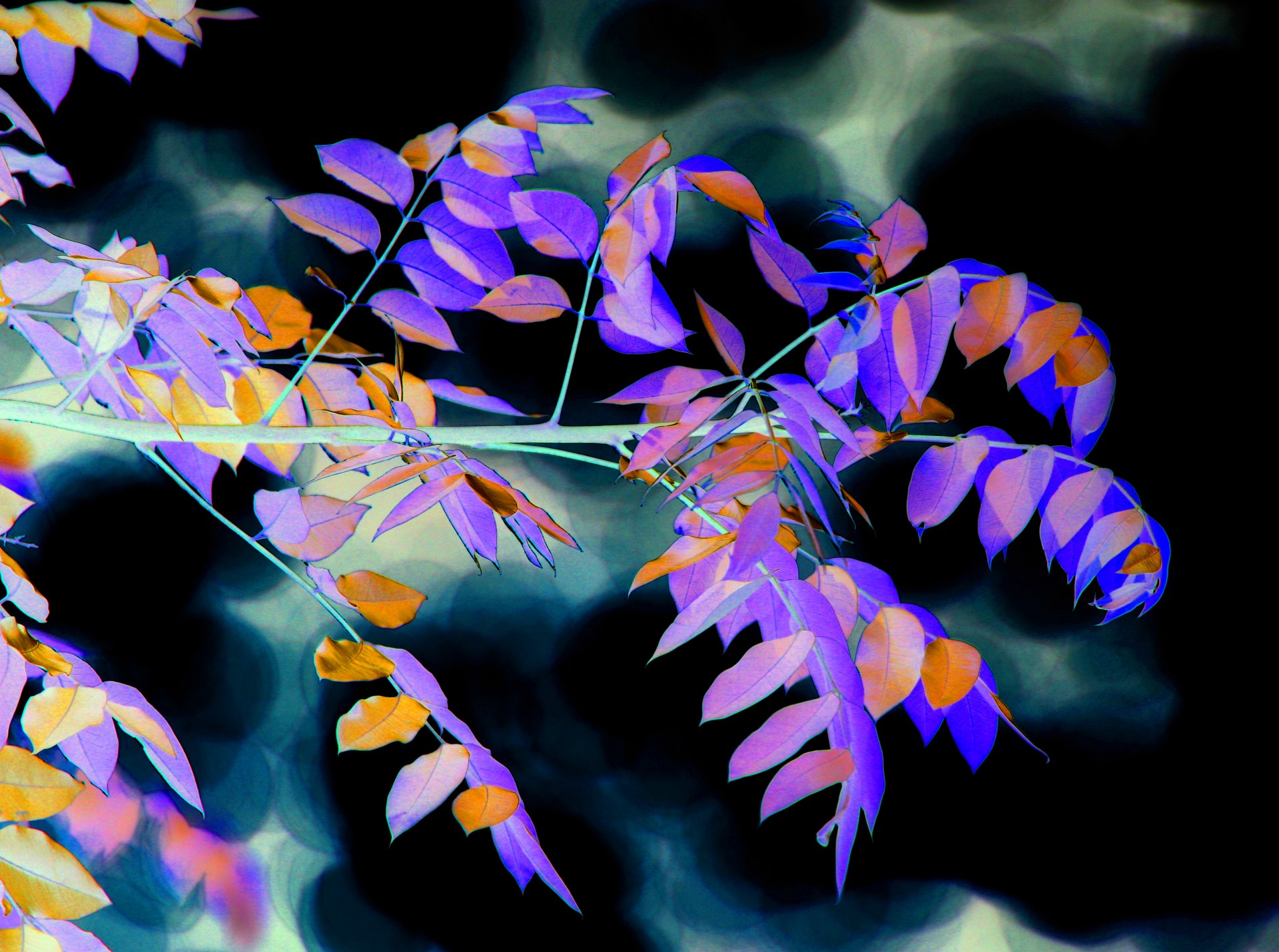 leaves invert purple free photo