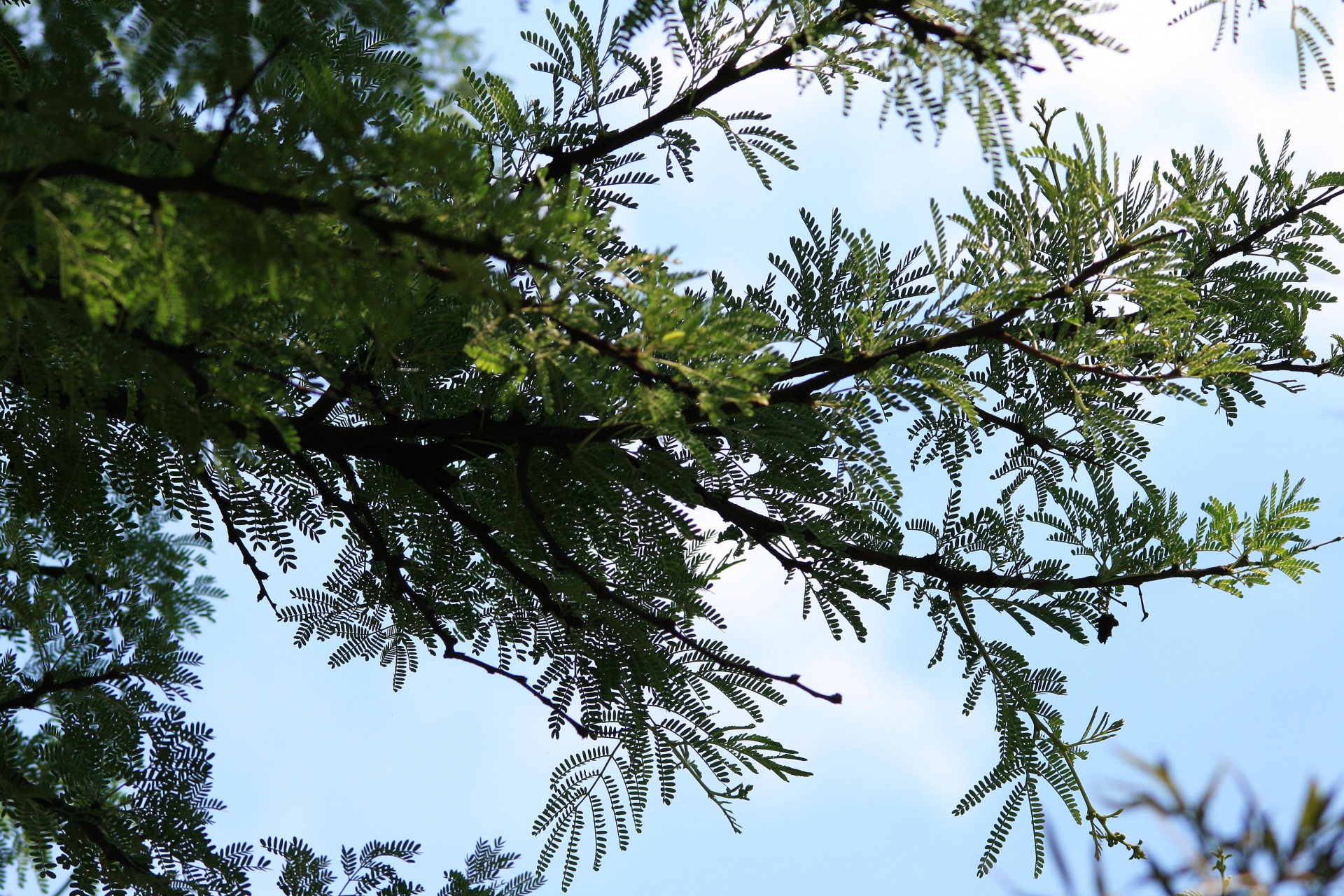 tree branch leaves free photo