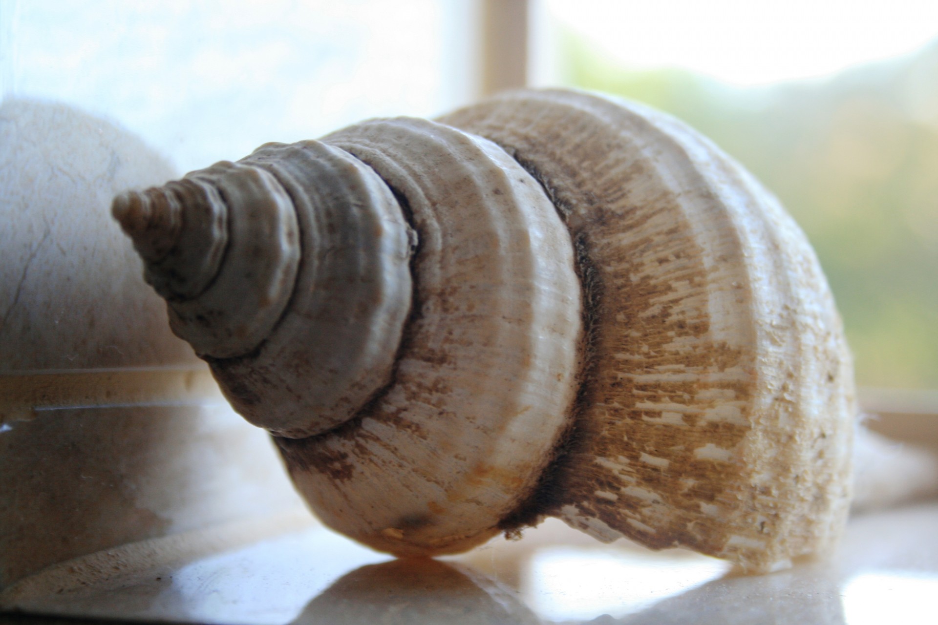 sea shell conch free photo