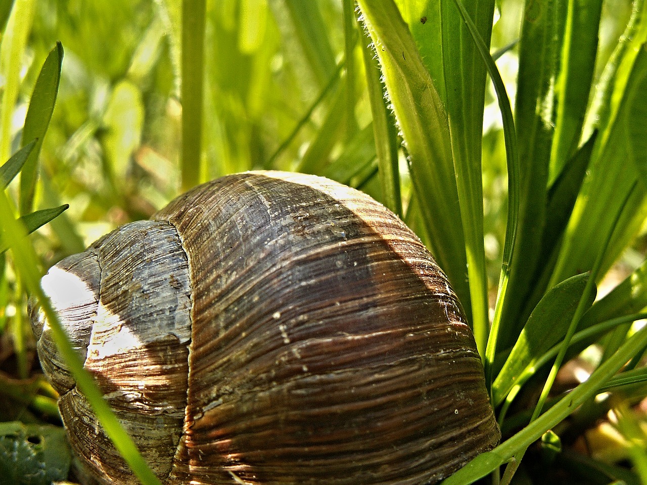 conch snail macro grass free photo