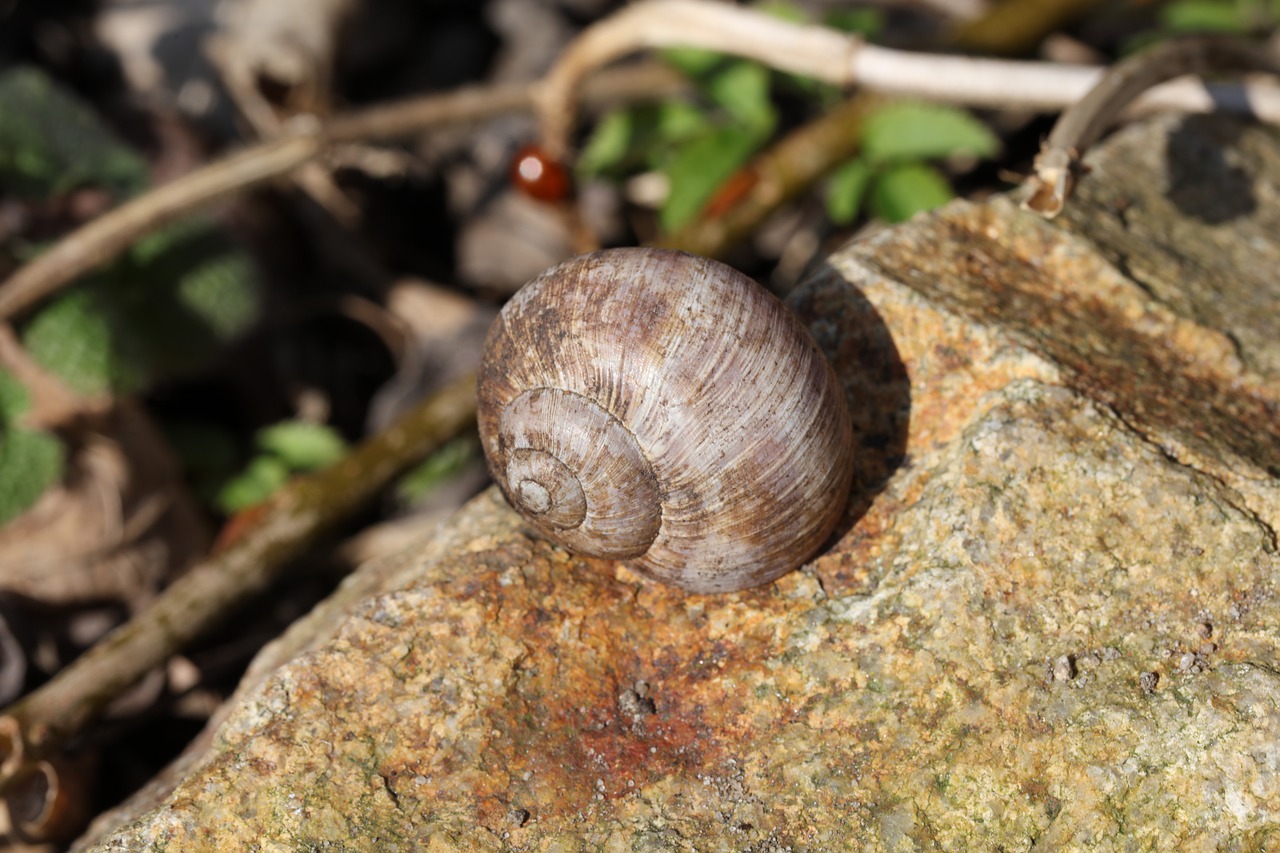 conch worm spring free photo