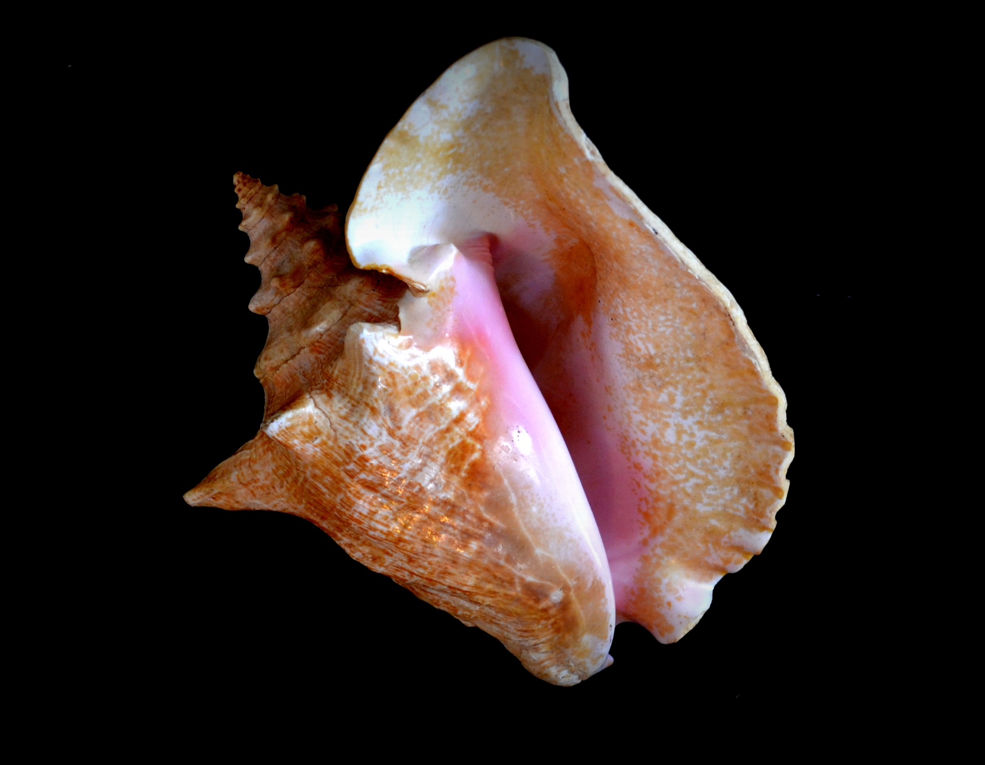 conch shell beach free photo